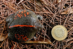 Rhinophrynus dorsalis