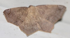 Antepione thisoaria