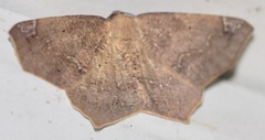 Antepione thisoaria