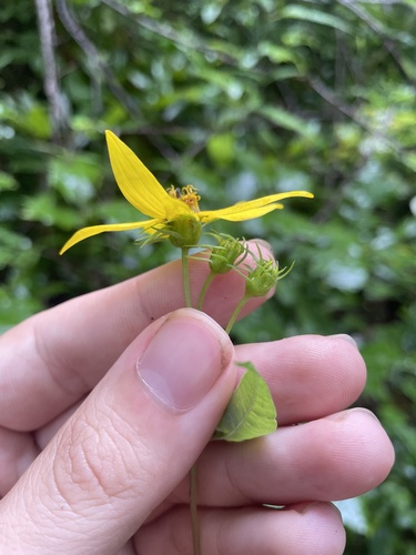 Image of Helianthus microcephalus by no rights reserved