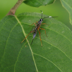 Polycyrtus neglectus