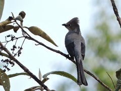 Ptiliogonys cinereus