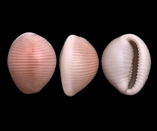 Northern cowrie