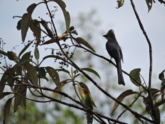 Ptiliogonys cinereus