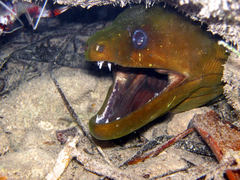 Gymnothorax funebris
