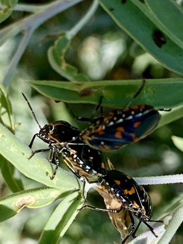 iNaturalist observation photo of Harlequin Bug