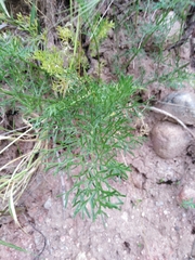 Prangos bucharica