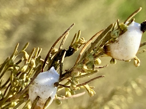 iNaturalist observation photo of Spittlebugs and Froghoppers