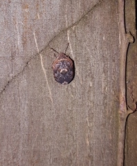 Stethaulax marmorata