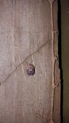 Stethaulax marmorata