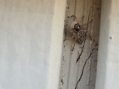 Menemerus semilimbatus