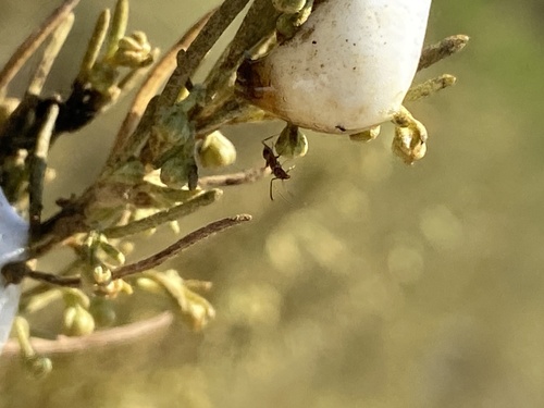 iNaturalist observation photo of Argentine Ant