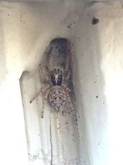 Menemerus semilimbatus