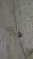 Stethaulax marmorata