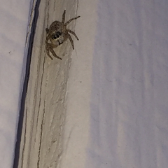 Menemerus semilimbatus