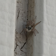 Menemerus semilimbatus