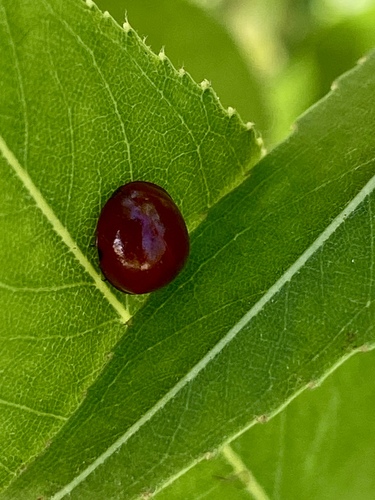 iNaturalist observation photo of Spotless Lady Beetle