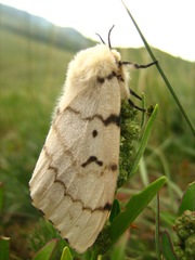 Spilosoma lutea