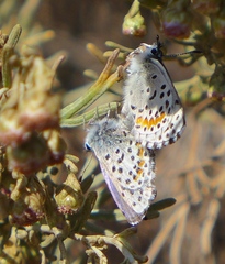 Euphilotes enoptes smithi