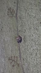 Stethaulax marmorata