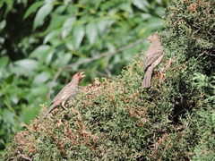 Haemorhous mexicanus