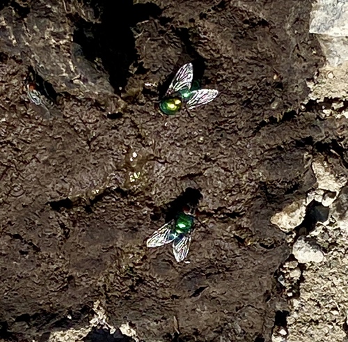 iNaturalist observation photo of Blow Flies