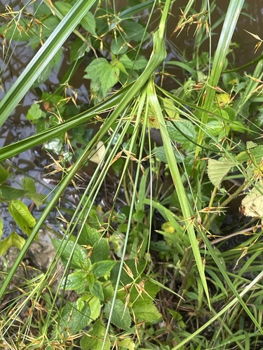 Image of Rhynchospora corniculata by no rights reserved