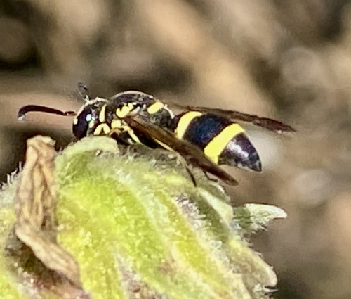 iNaturalist observation photo of Parancistrocerus declivatus