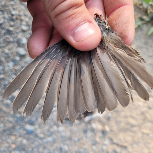 Dark-eyed Junco photographed in Wyoming