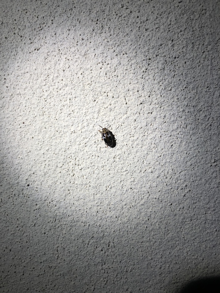 Ischyrus pyropodus