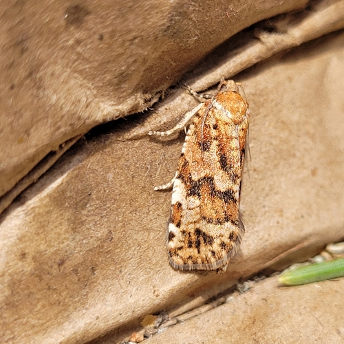 Western Spruce Budworm Moth photo 5