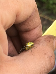 Alpaida variabilis