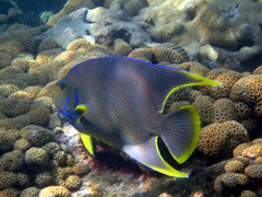 Holacanthus bermudensis
