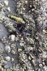 Nemalion elminthoides