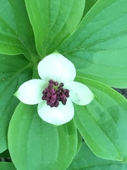 Cornus unalaschkensis