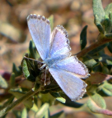 Euphilotes enoptes smithi