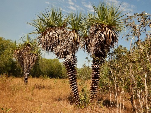 Pandanus spiralis R.Br.