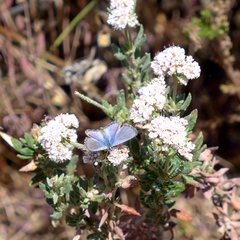 Euphilotes enoptes smithi