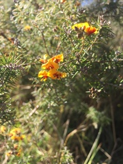 Dillwynia sieberi