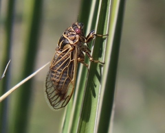 Okanagana synodica