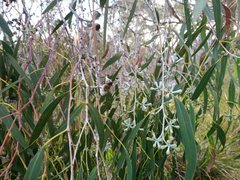 Eucalyptus tenuiramis