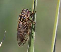 Okanagana synodica