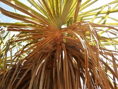 Pandanus spiralis