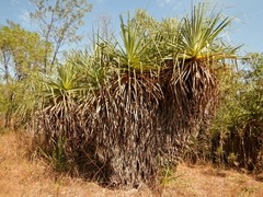 Pandanus spiralis