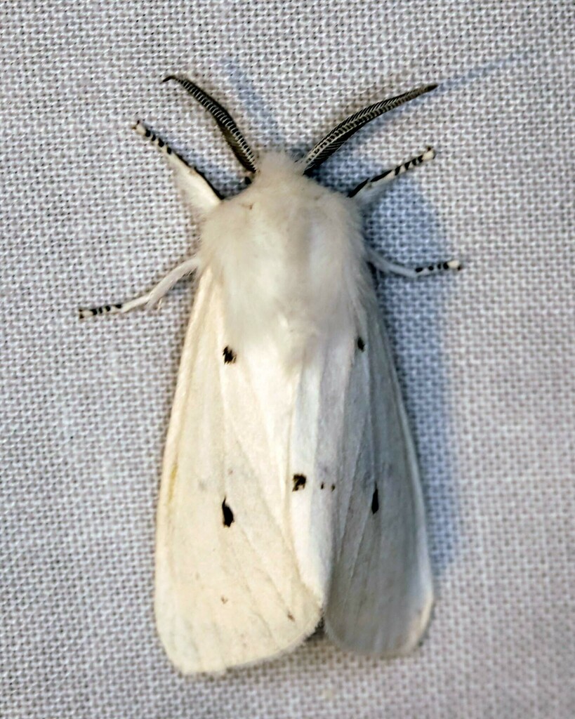 Virginian Tiger Moth from McLean, NY 13102, USA on July 26, 2024 at 11: ...