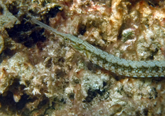 Syngnathus louisianae