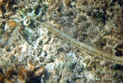 Syngnathus louisianae