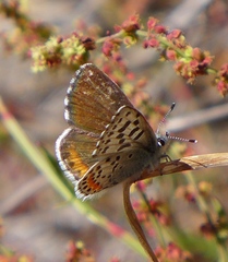 Euphilotes enoptes smithi