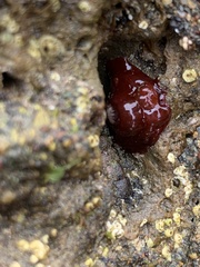 Epiactis prolifera