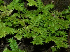 Selaginella ciliaris